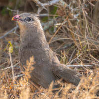 Sirkeer Malkoha